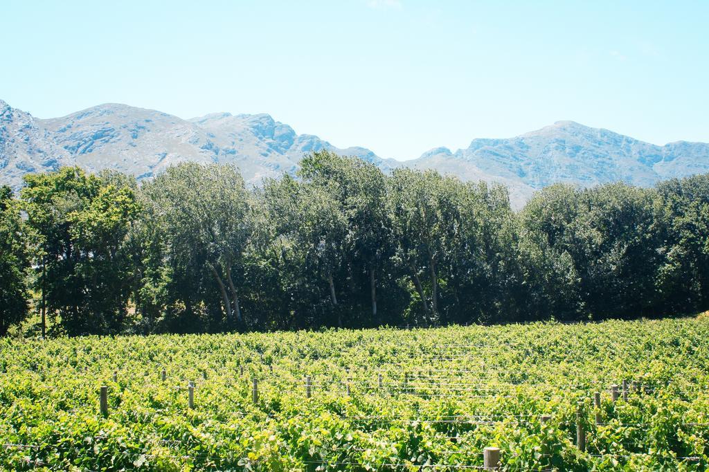 Affittacamere Rickety Bridge Manor House Franschhoek Esterno foto